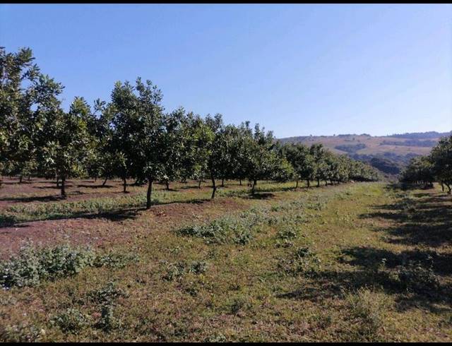FARM FOR SALE IN LEISURE BAY